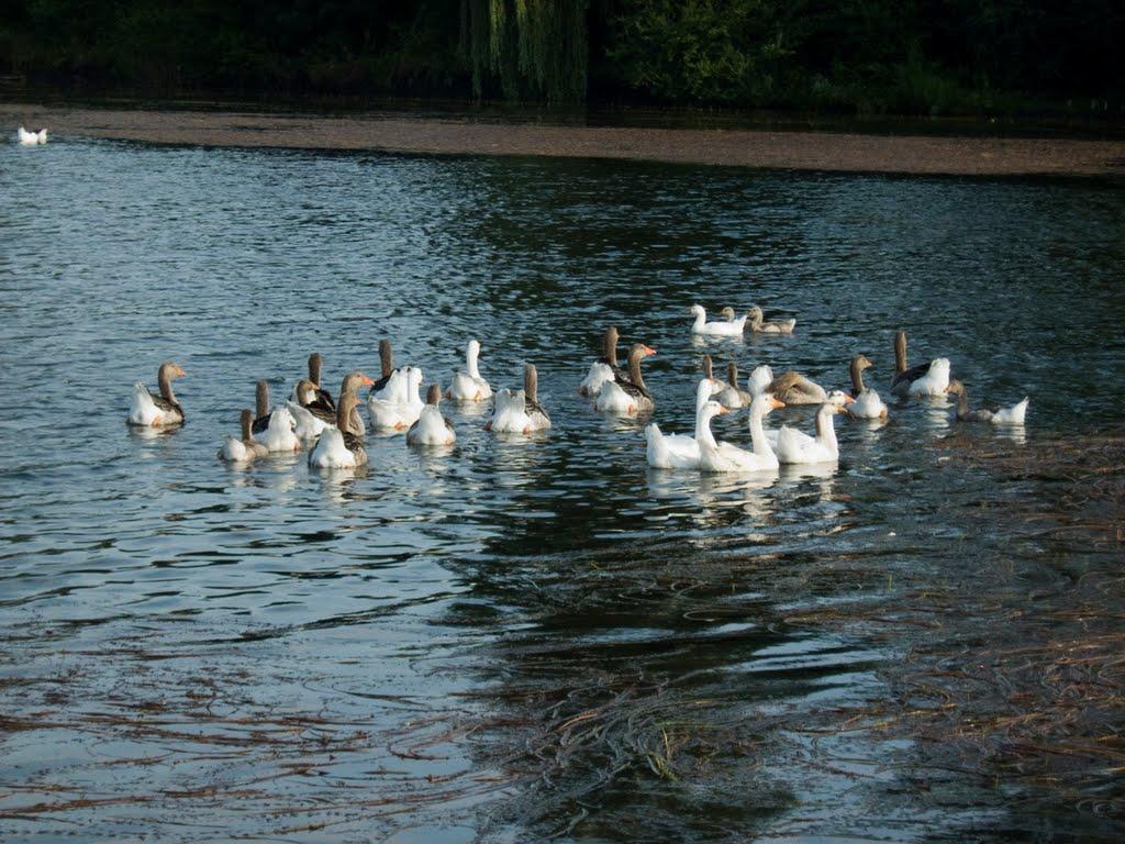 Городенка з panoramio.com - Городенка