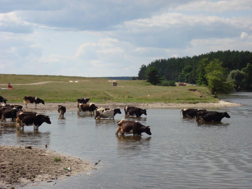 Голики з panoramio.com - Голики