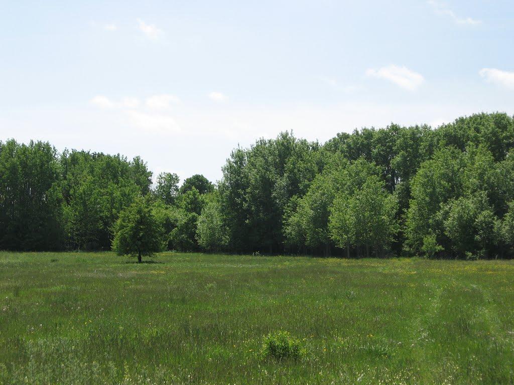 Савинці з panoramio.com - Савинці