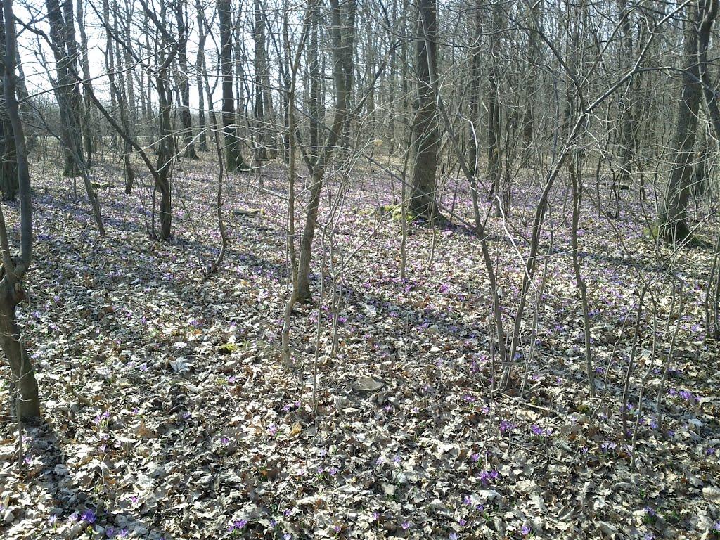 Фертешолмаш з panoramio.com - Фертешолмаш