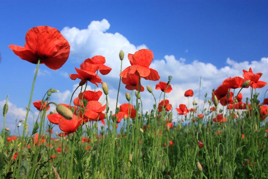 Підлисся з panoramio.com - Підлисся