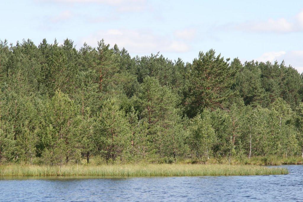 Лісне з panoramio.com - Лесное