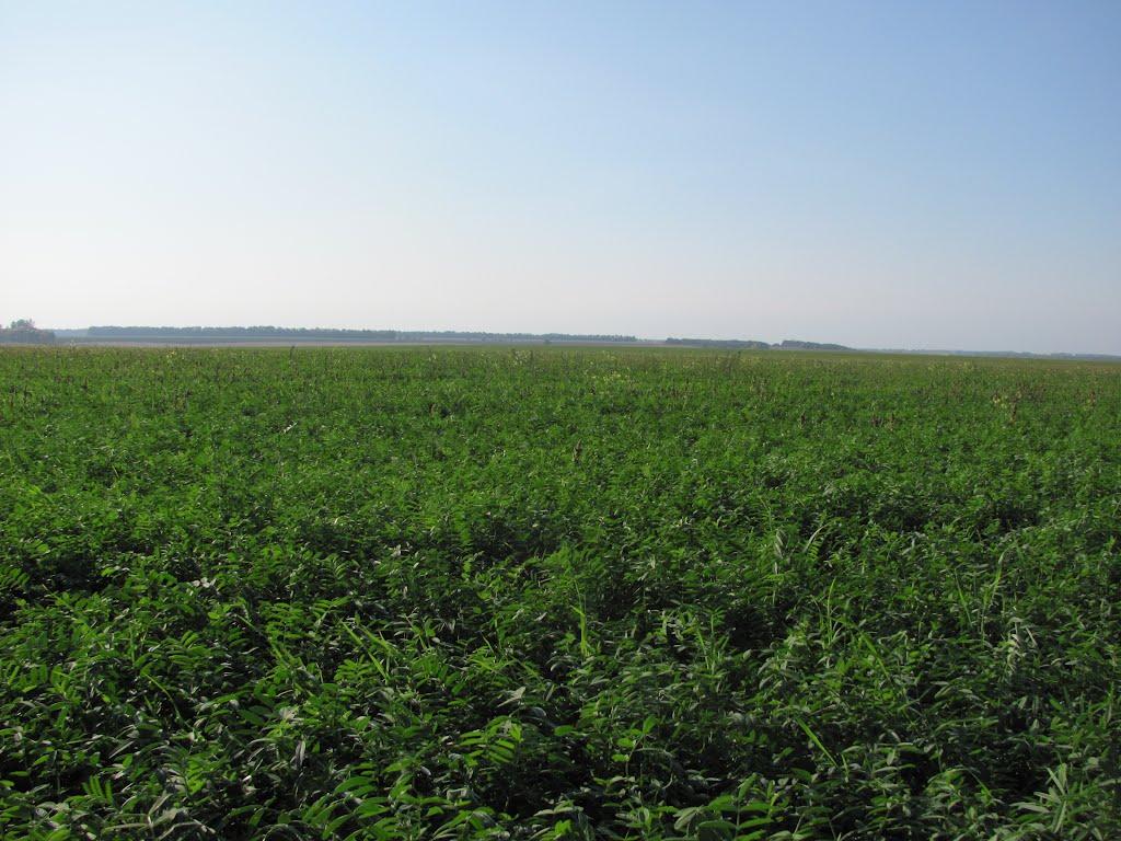 Дейкалівка з panoramio.com - Дейкалівка