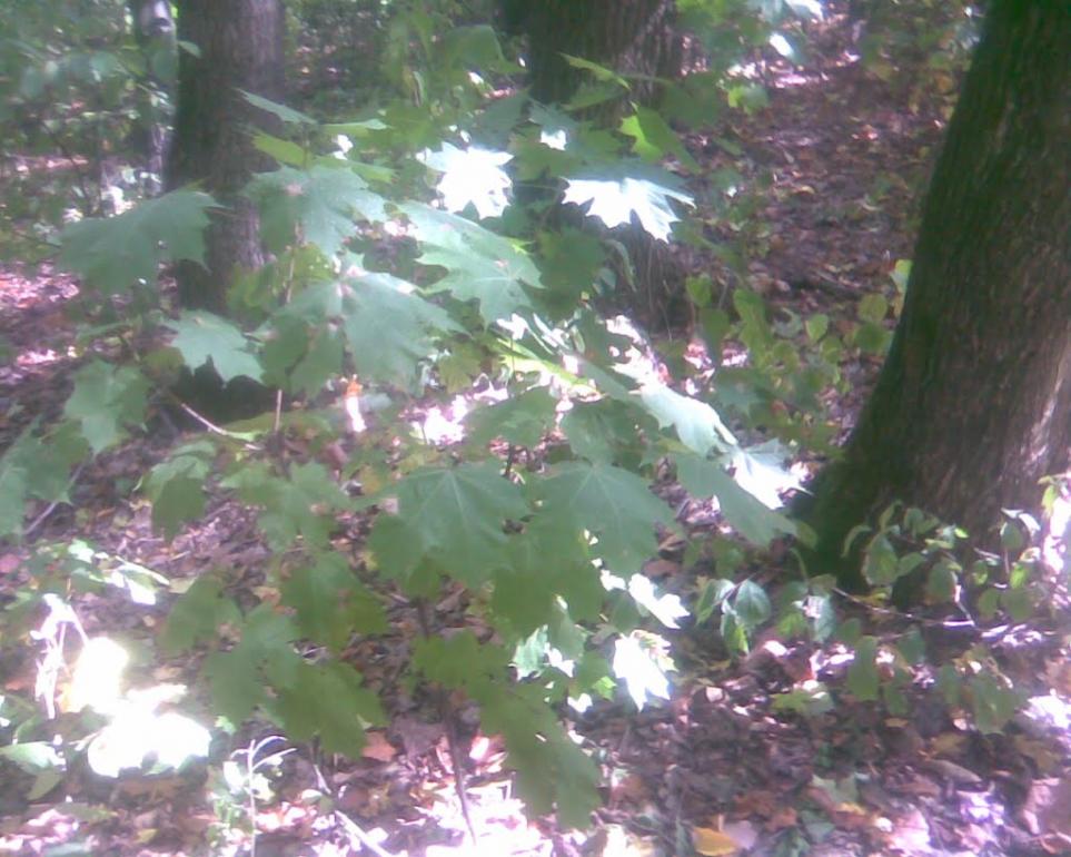 Сухоліси з panoramio.com - Sukholisy