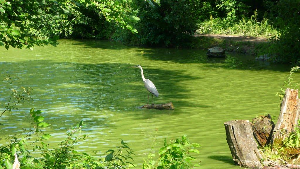 Дашківці з panoramio.com - Дашківці