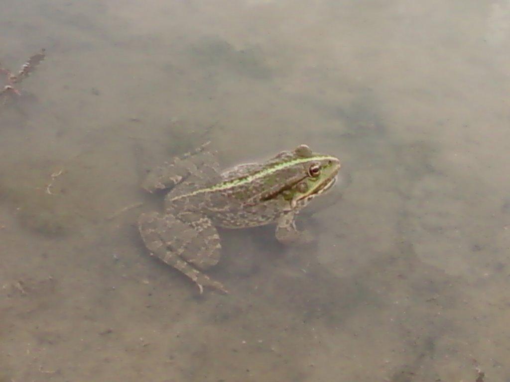 Павлопіль з panoramio.com - Павлопіль