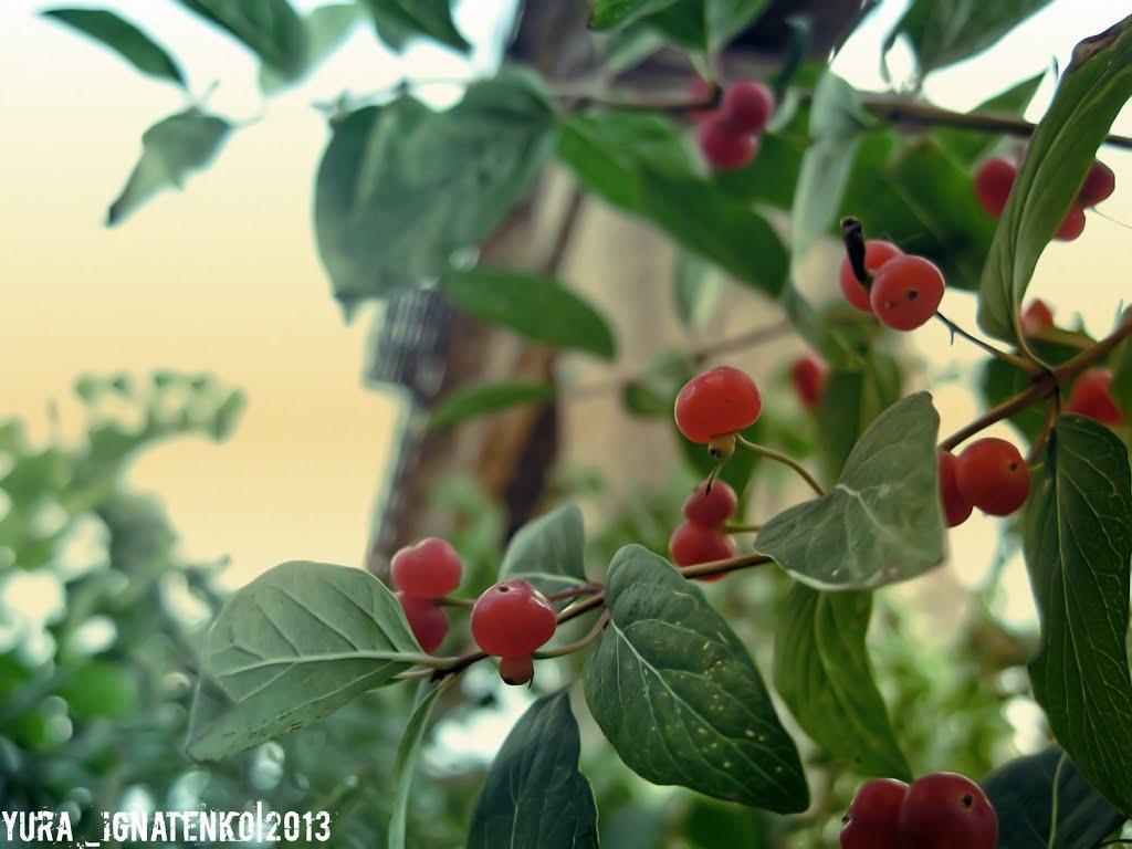 Вільне з panoramio.com - Вольное