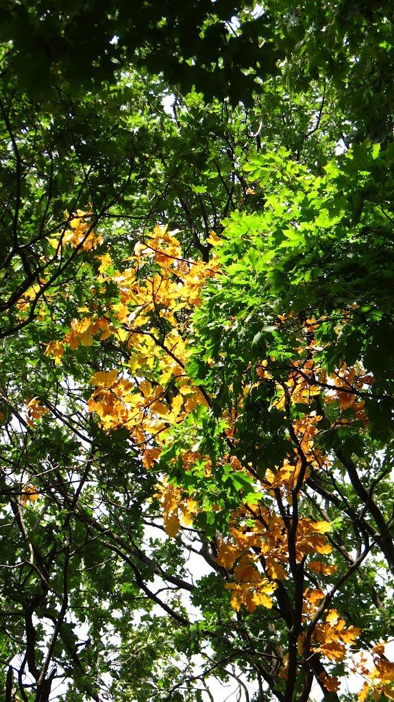 Всесвятське з panoramio.com - Всесвятське