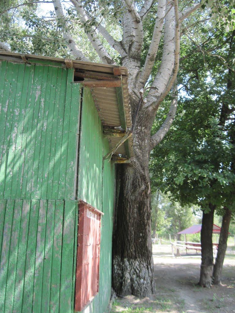 Кияшки з panoramio.com - Кияшки