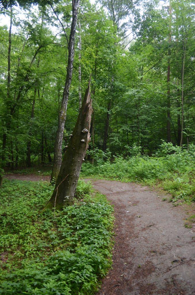 Козулька з panoramio.com - Козулька