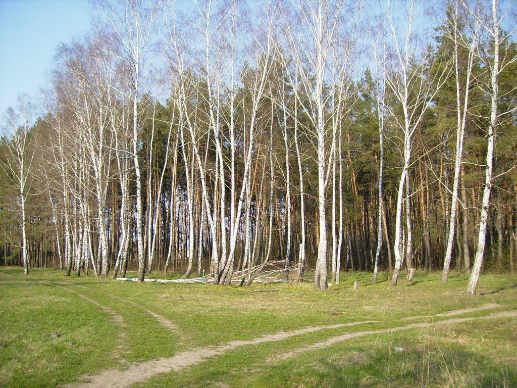 Доброславівка з panoramio.com - Доброславівка