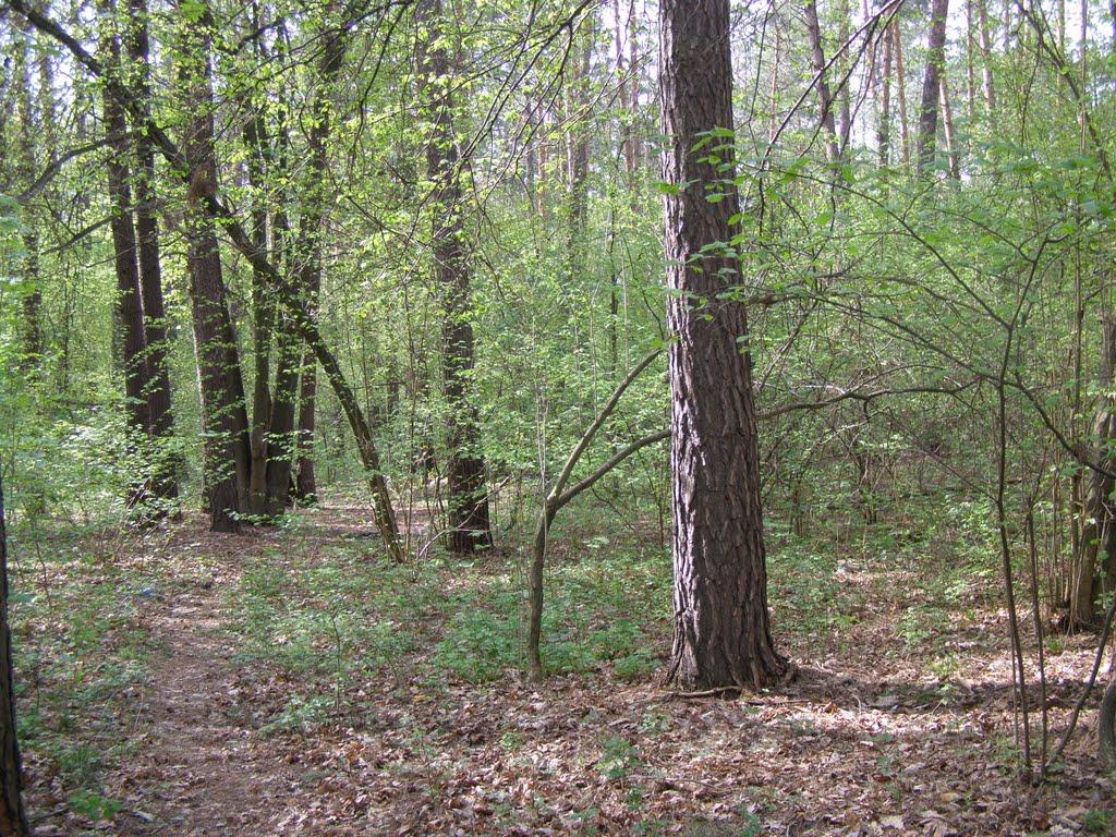 Коцюбинське з panoramio.com (ч.3) - Коцюбинское