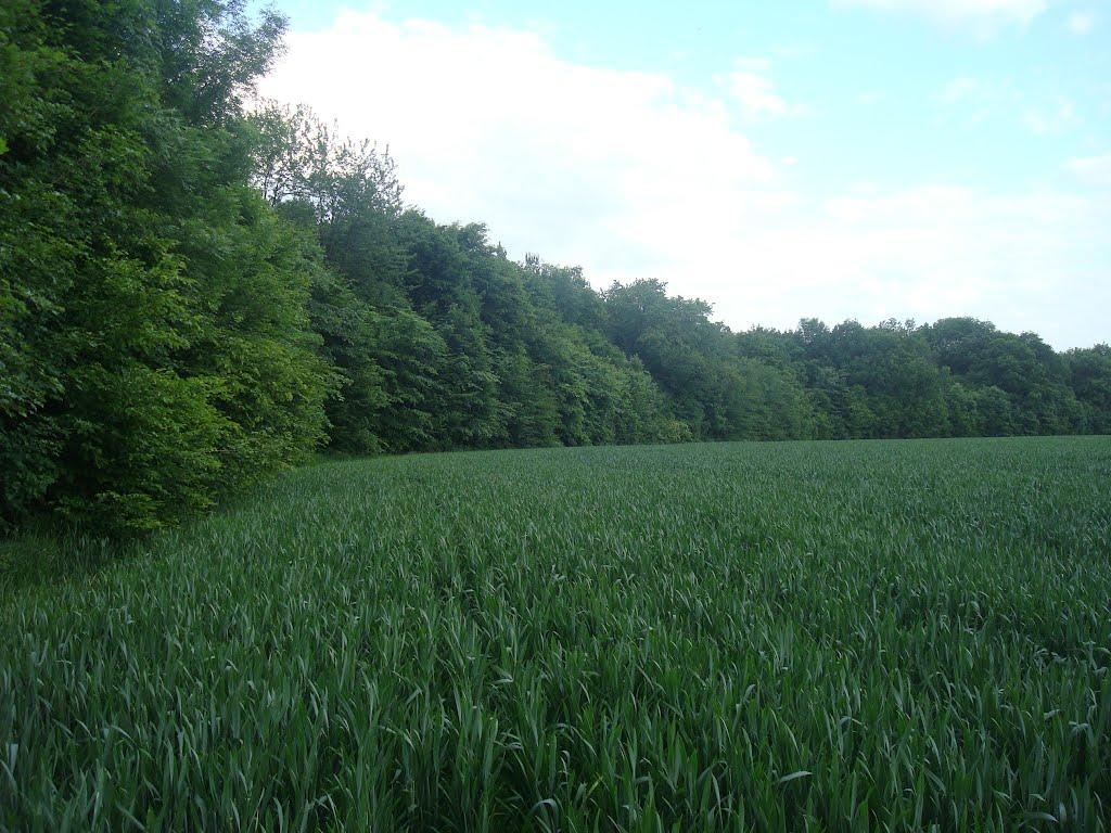 Ставчани з panoramio.com - Ставчаны