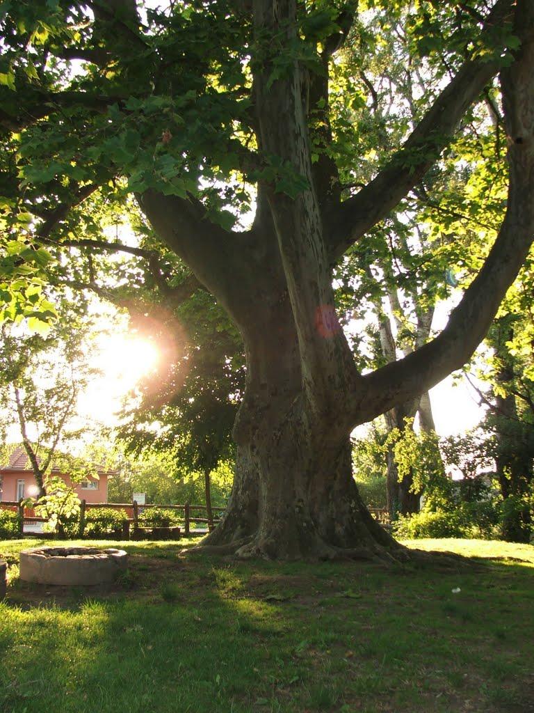 Галабор з panoramio.com - Галабор