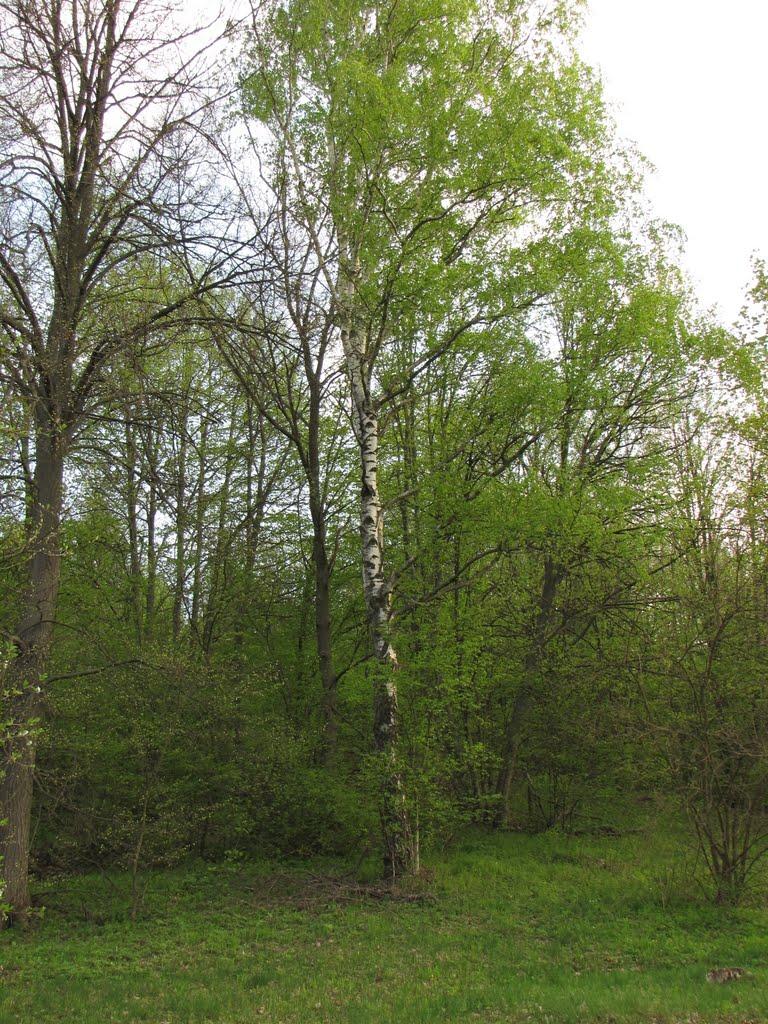 Гінці з panoramio.com - Гінці