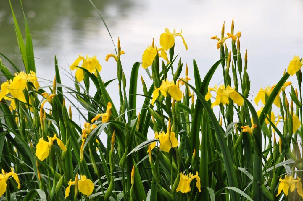 Сербинівка з panoramio.com - Сербиновка