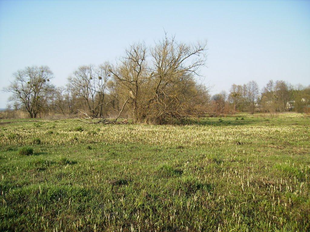 Доброславівка з panoramio.com - Доброславівка