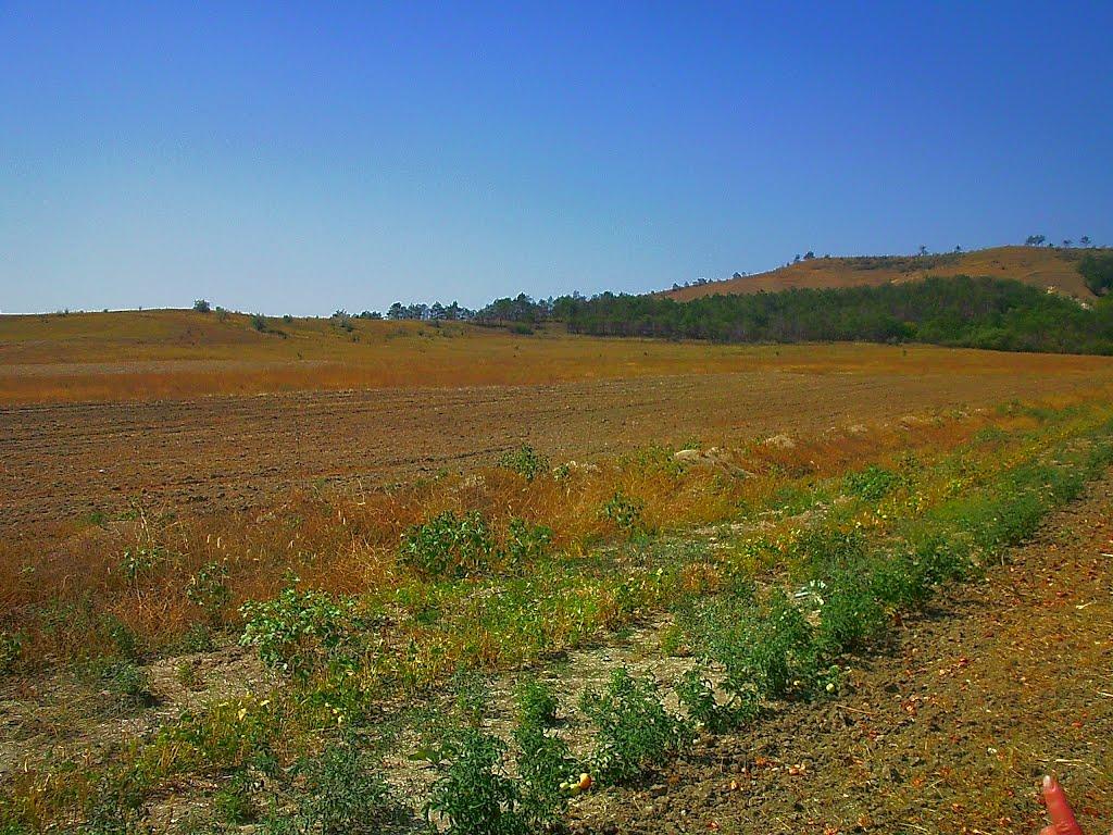 Новопавлівка з panoramio.com - Novopavlivka