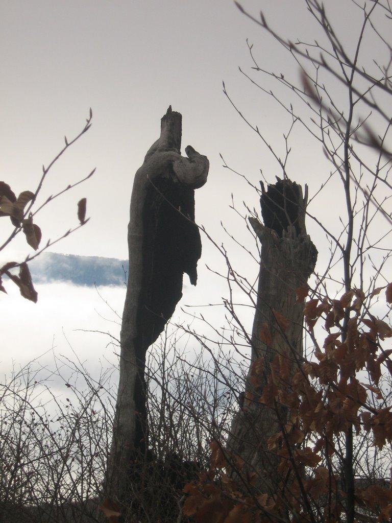 Розовий з panoramio.com (ч.2) - Розовый
