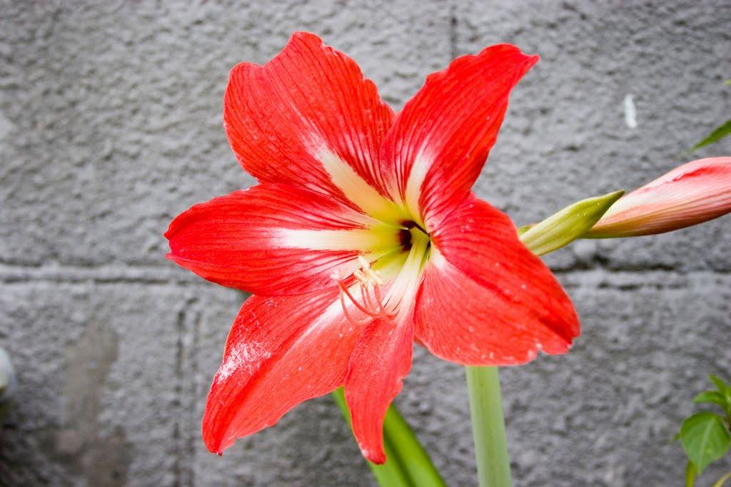 Плесецьке з panoramio.com - Плесецьке