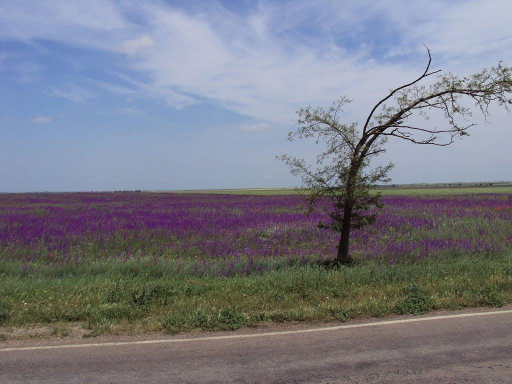 Сивашівка з panoramio.com - Syvashivka