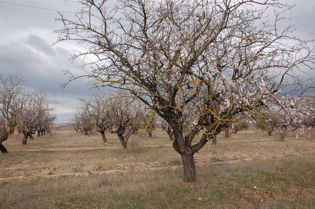Дібрівка з panoramio.com - Дубровка
