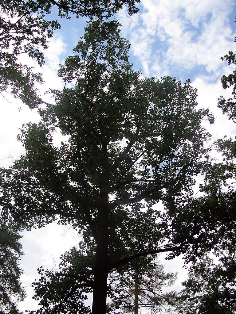 Ворзель з panoramio.com - Ворзель