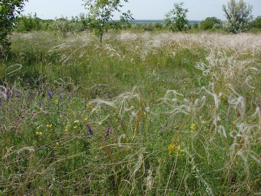 Слов'янка з panoramio.com - Слов'янка