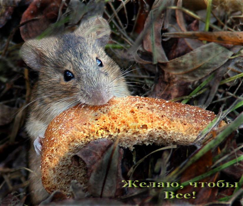 Новосілки з panoramio.com - Новосілки