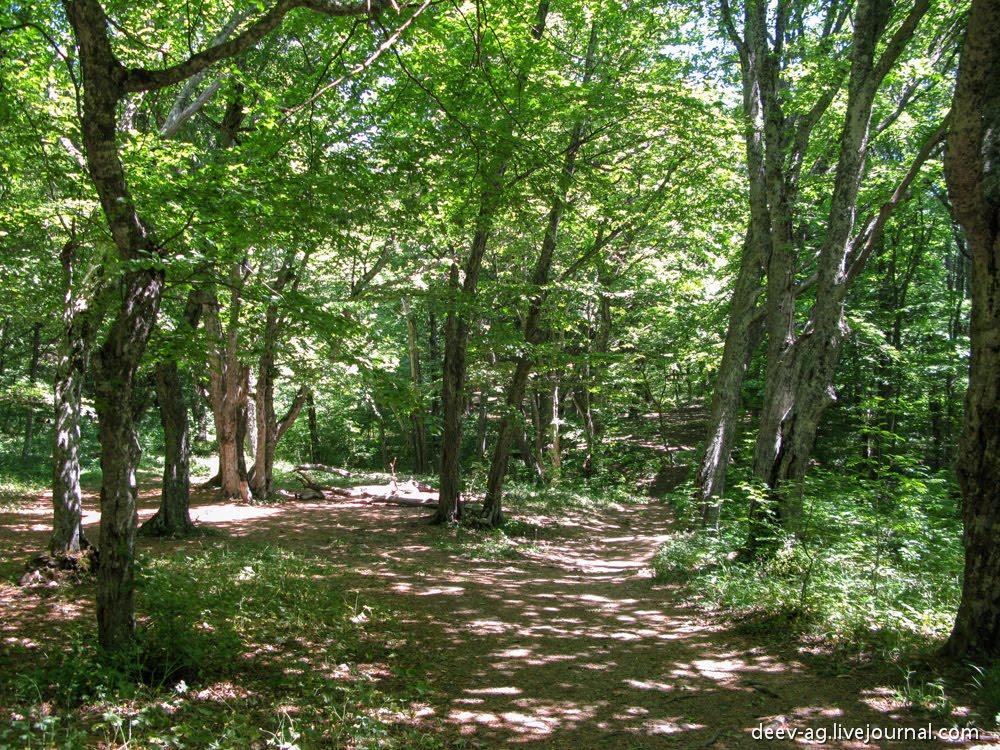 Олива з panoramio.com - Олива