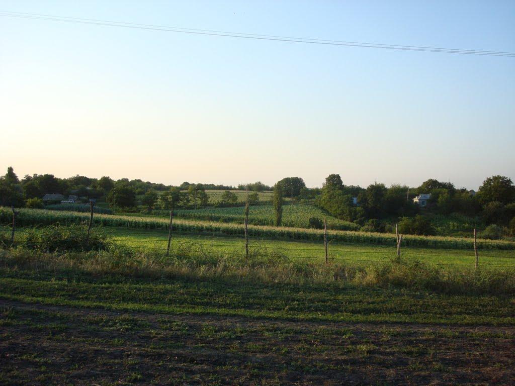 Адамівка з panoramio.com - Адамівка