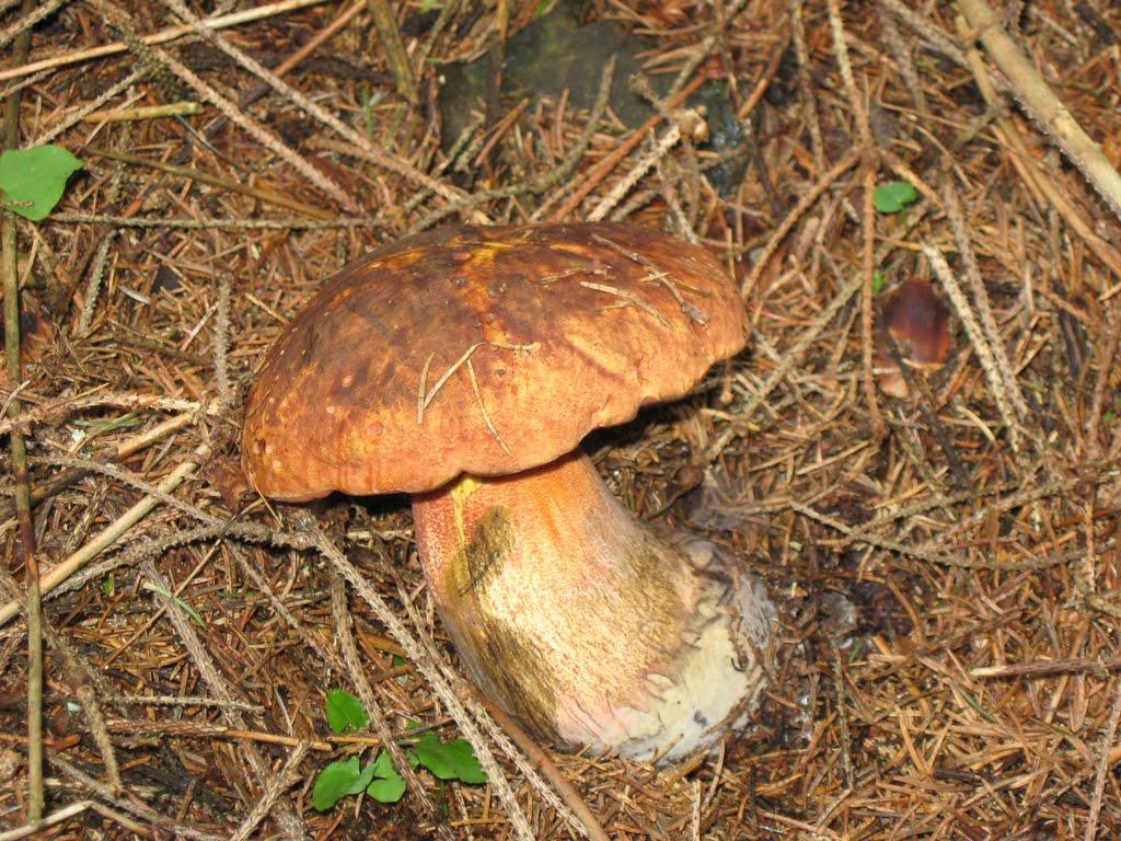 Сойми з panoramio.com - Сойми