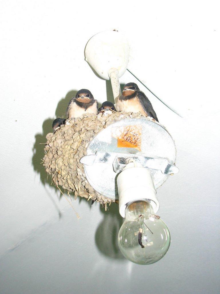 Щолкіне з panoramio.com - Щелкино