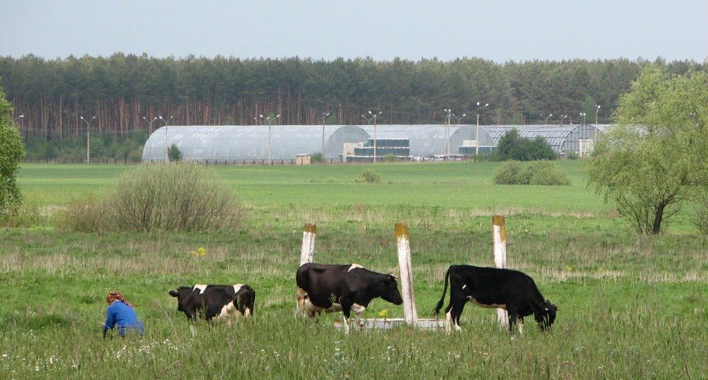 Синяк з panoramio.com - Синяк