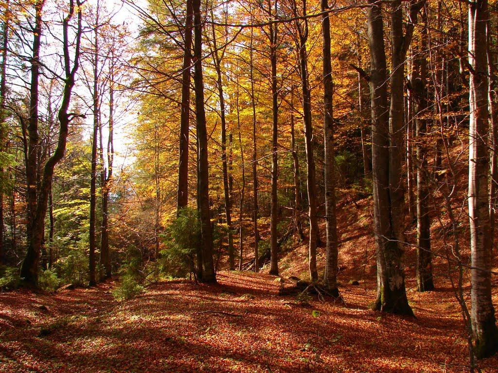 Татарів з panoramio.com - Татаров