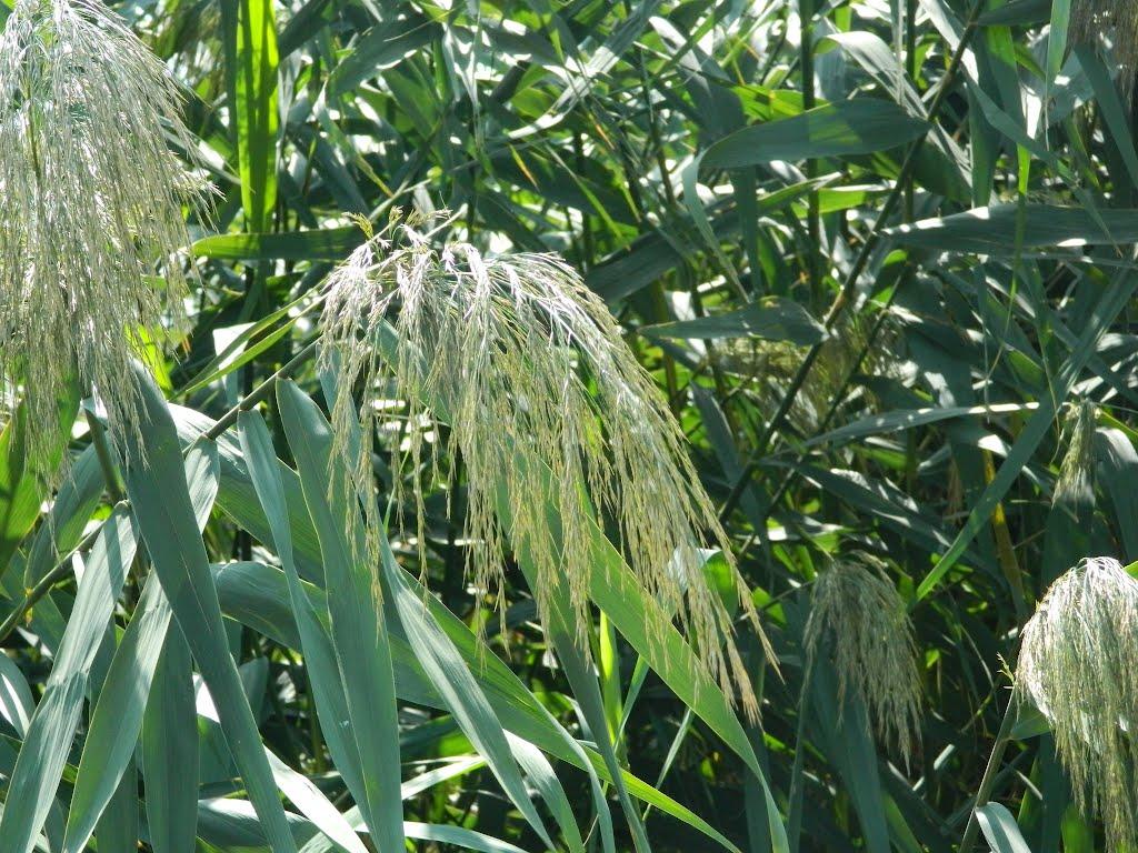 Іванівка з panoramio.com - Іванівка