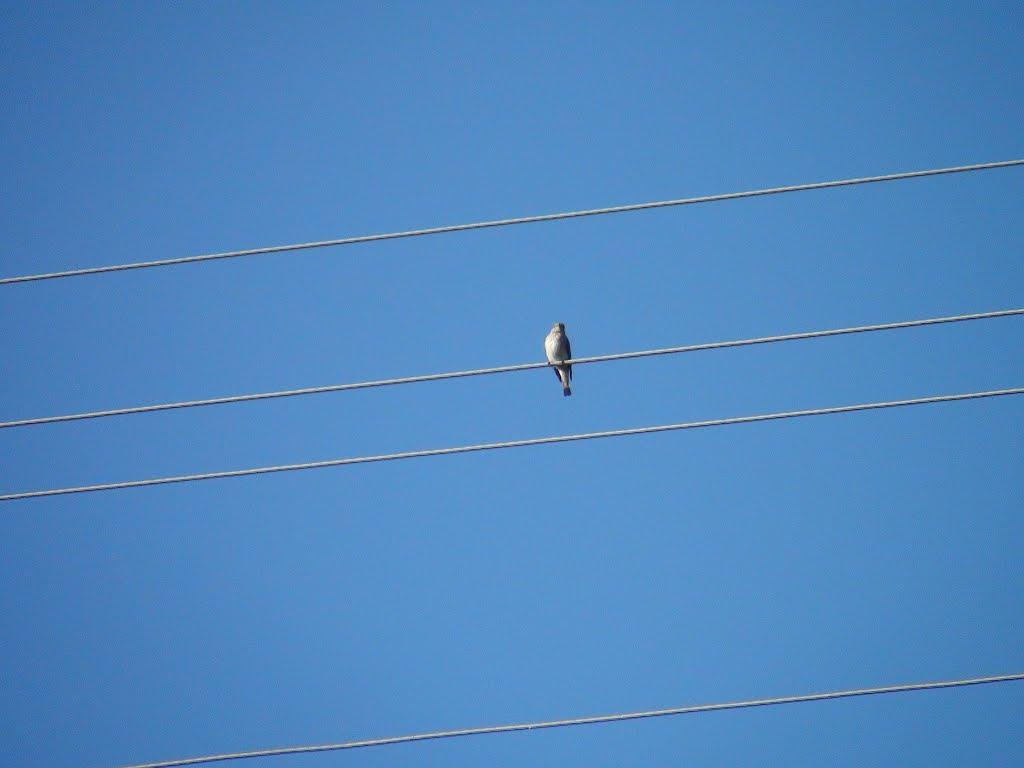 Люлинці з panoramio.com - Люлинцы