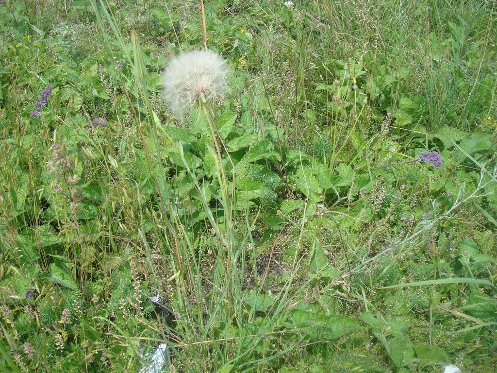 Рудківці з panoramio.com - Рудківці