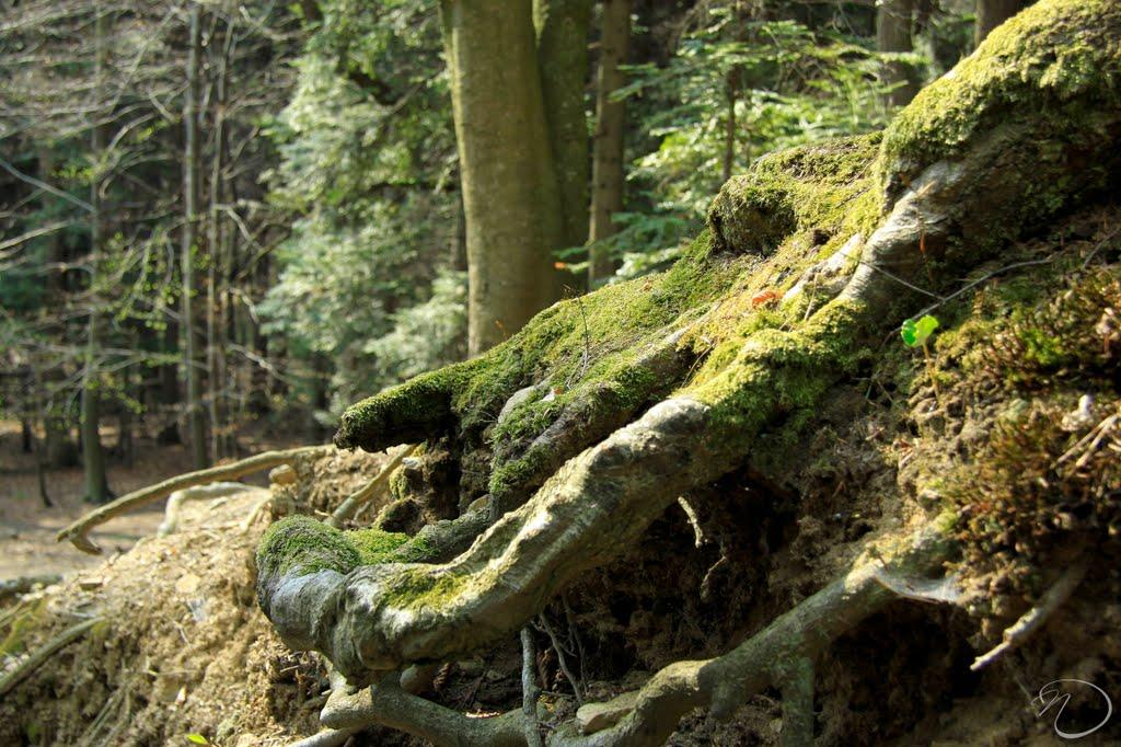 Кропивник з panoramio.com - Кропивник