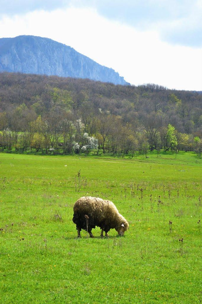 Соколине з panoramio.com (ч.2) - Sokolyne