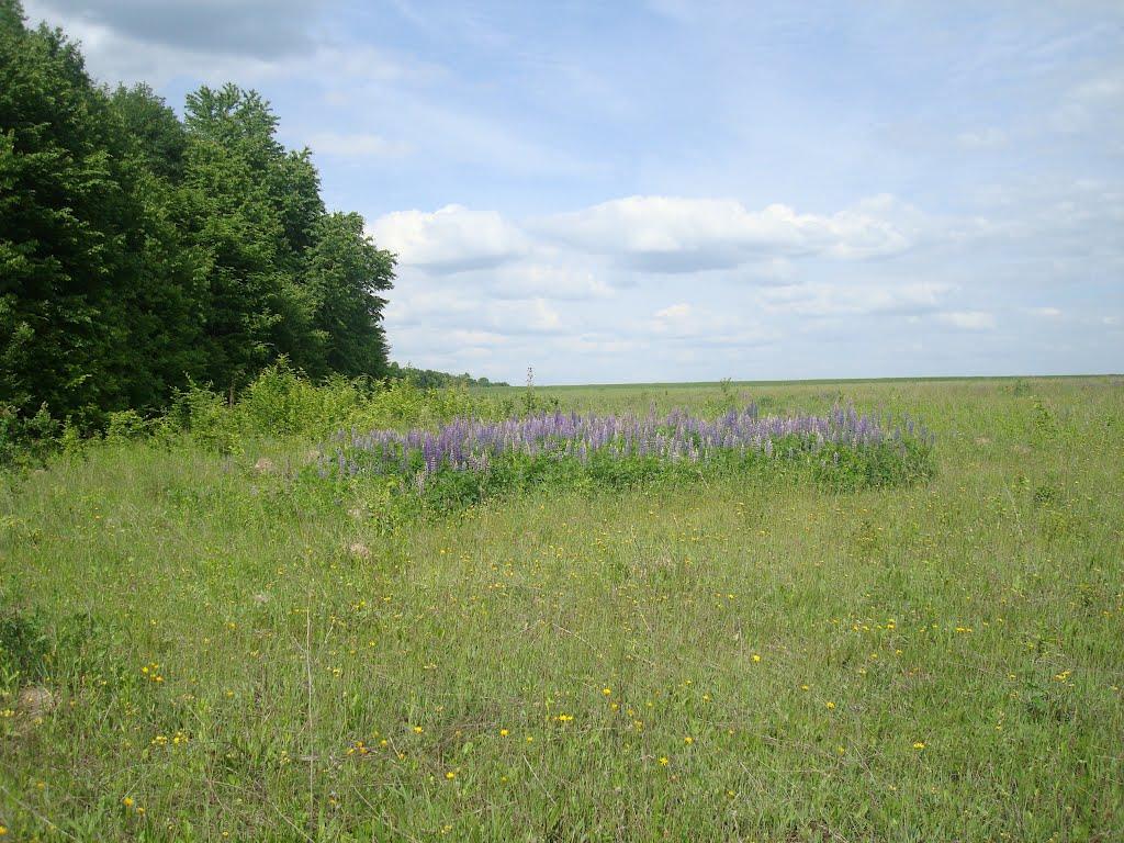 Мала Стружка з panoramio.com - Мала Стружка