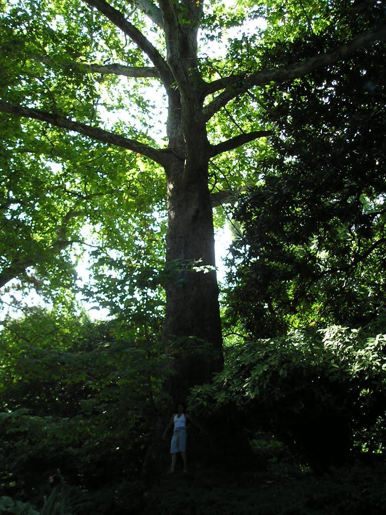 Данилівка з panoramio.com - Данилівка