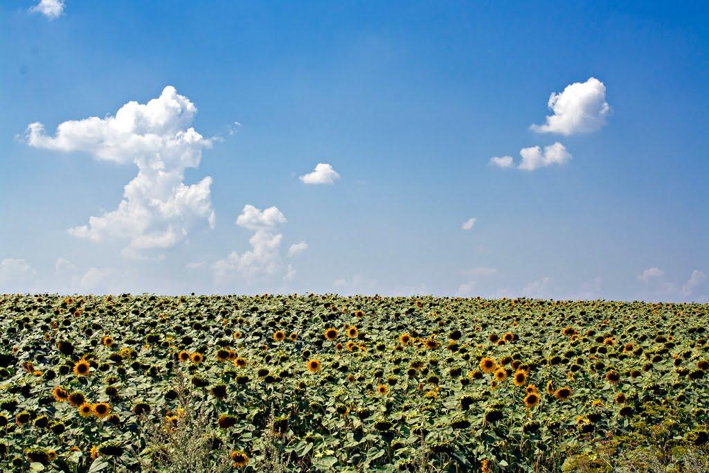 Юринці з panoramio.com - Yuryntsi