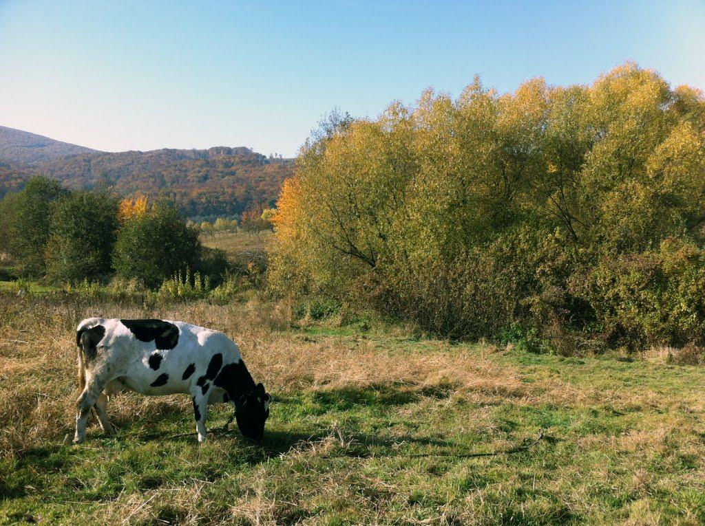 Верхня Визниця з panoramio.com - Верхня Визниця