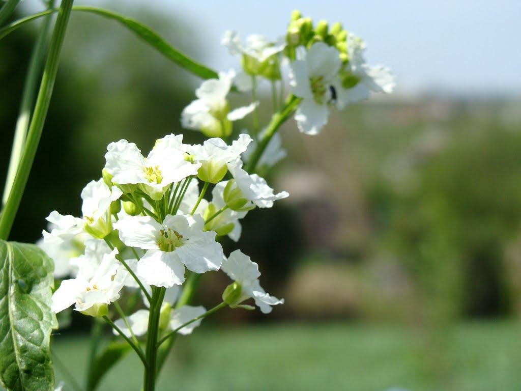 Калуш з panoramio.com (ч.2) - Калуш