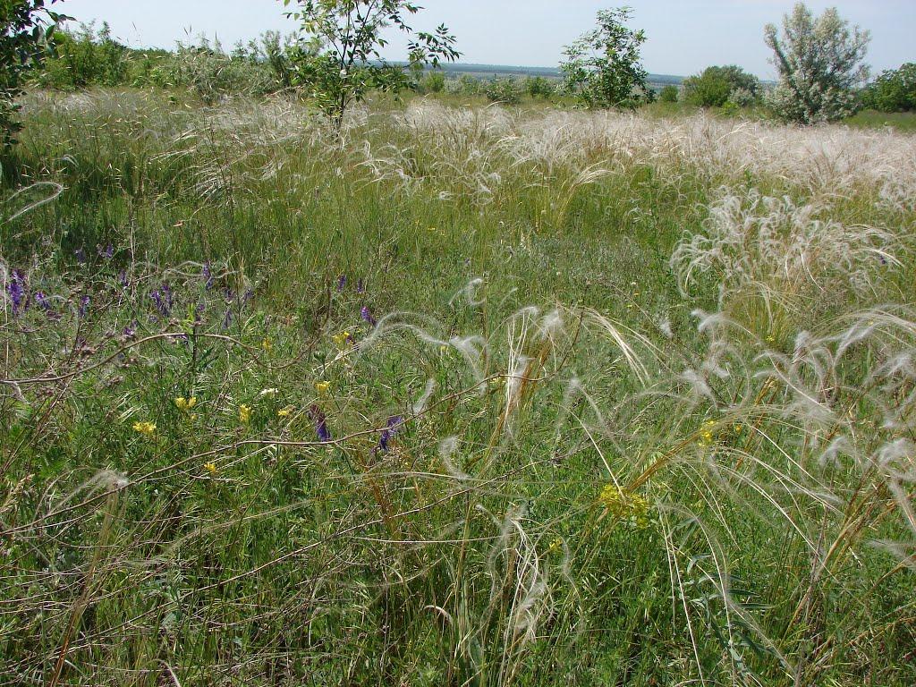 Слов'янка з panoramio.com - Слов'янка