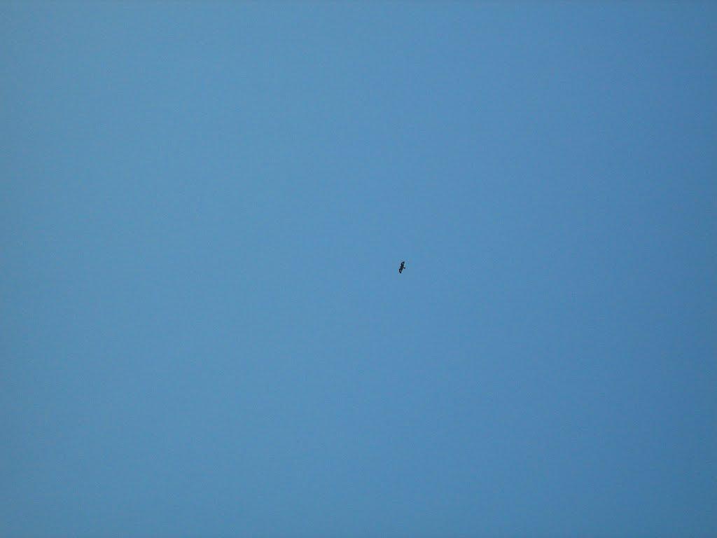 Велика Комишуваха з panoramio.com - Велика Комишуваха