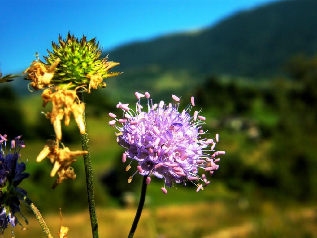 Кваси з panoramio.com - Kvasy