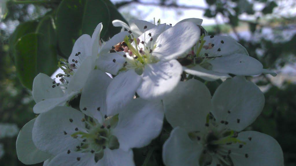 Заріччя з panoramio.com - Заріччя