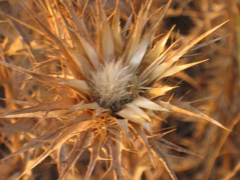 Жовтневе з panoramio.com - Жовтневе